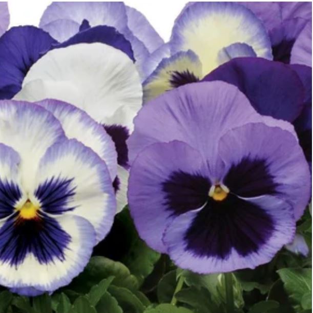 Pansy - Matrix 'Ocean Breeze Mix'