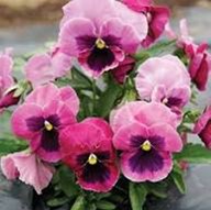 Pansy - Matrix 'Pink Shades'