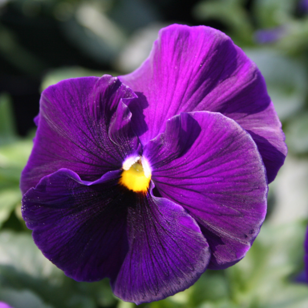 Pansy - Matrix 'Purple'