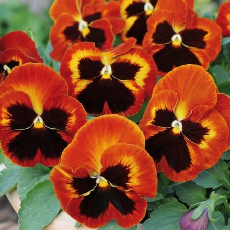 Pansy - Matrix 'Solar Flare'