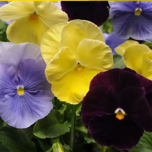 Pansy - Matrix 'Tricolour Mix'
