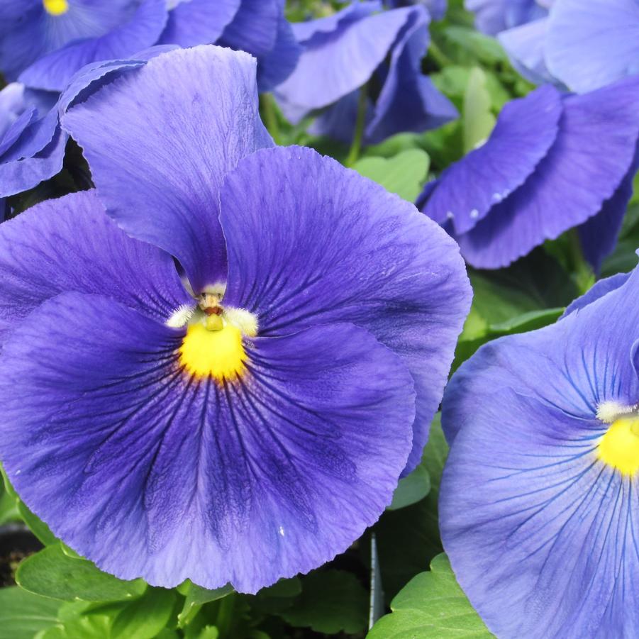 Pansy - Matrix 'True Blue'