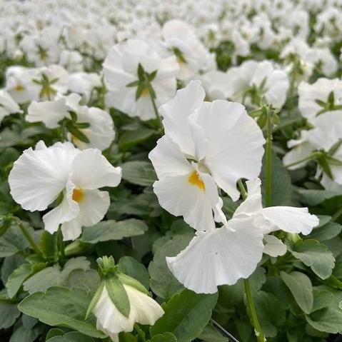 Pansy - Matrix 'White'