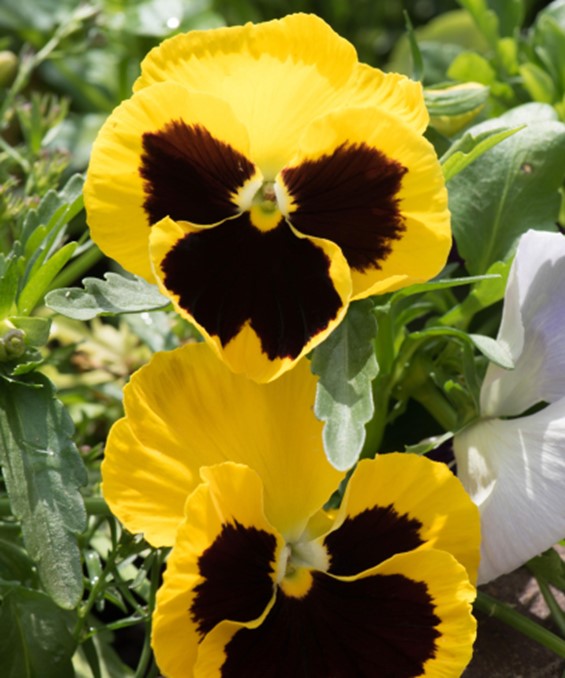 Pansy - Matrix 'Yellow Blotch'