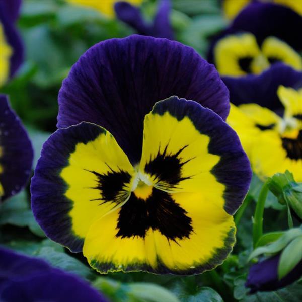 Pansy - Matrix 'Yellow w/Purple Wing'