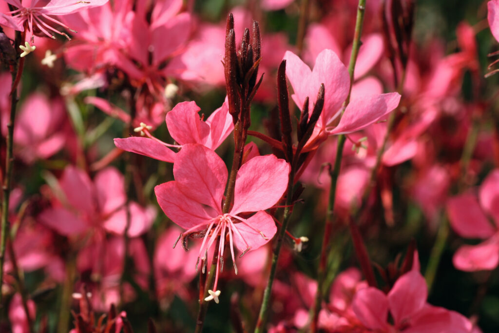 Gaura - Belleza Dark Pink
