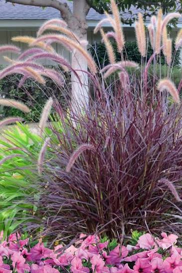 Grass - Pennisetum Rubrum