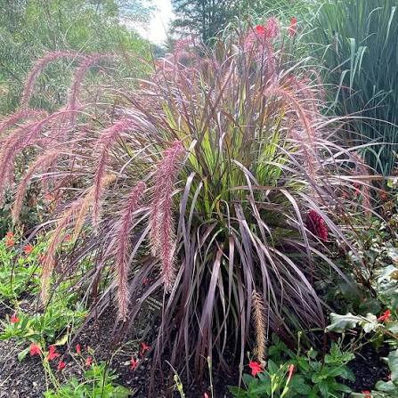 Grass - Purple Fountain