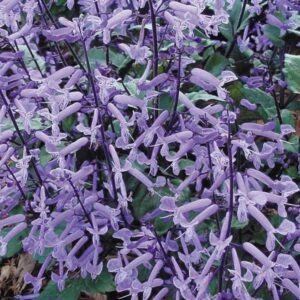 Plectranthus - Mona Lavender