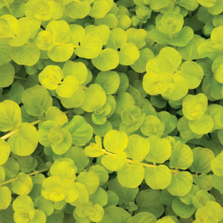 Lysimachia - Goldii