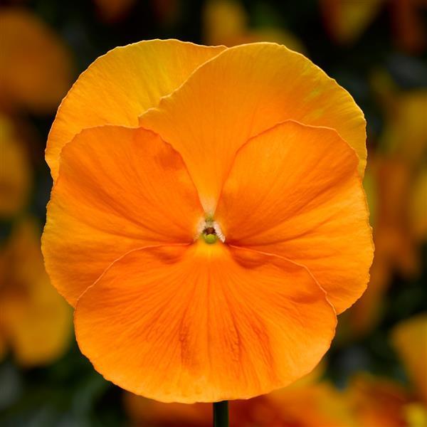 Pansy - Delta Pro 'Clear Orange'