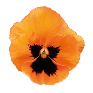 Pansy - Matrix 'Inspire Orange Blotch'