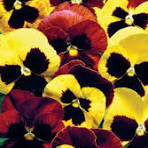 Pansy - Matrix 'Autumn Blaze Mix'