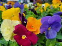 Pansy - Matrix 'Jewels Mix'