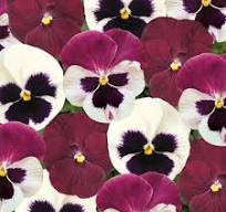 Pansy - Matrix 'Raspberry Sundae Mix'