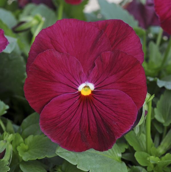 Pansy - Matrix 'Rose'