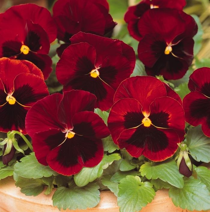 Pansy - Matrix 'Red Wing'