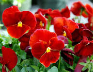 Pansy - Matrix 'Scarlet'