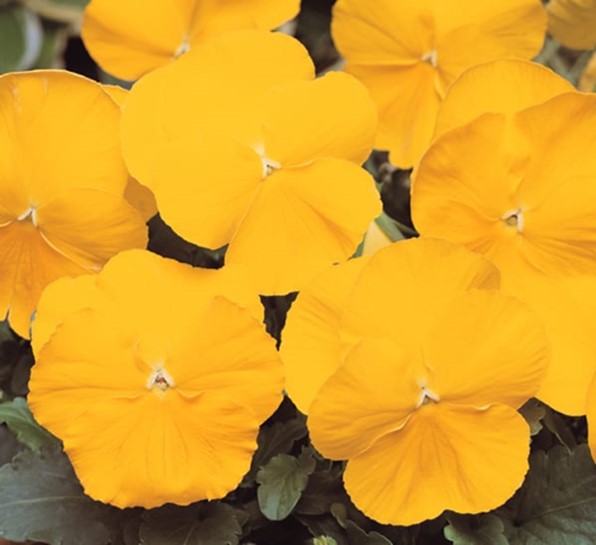 Pansy - Matrix 'Yellow'