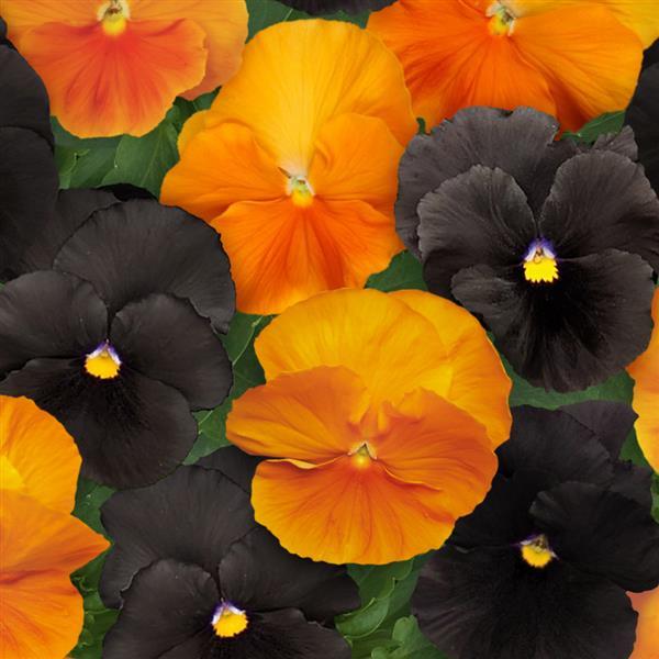 Pansy - Spooky Halloween Mix
