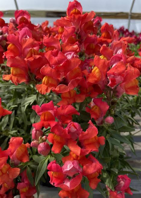 Snapdragon - Snaptastic Orange Flame