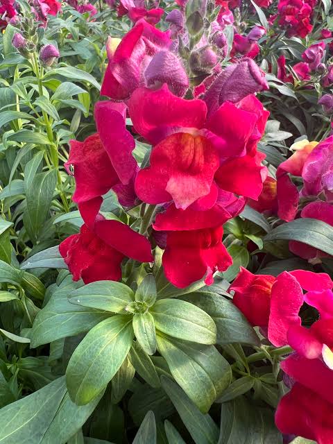 Snapdragon - Snaptastic Red