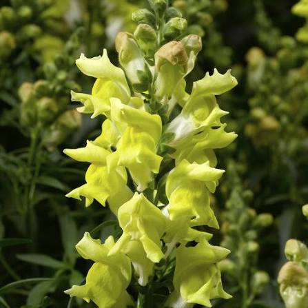 Snapdragon - Snaptastic Yellow