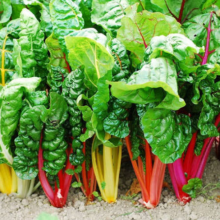 Swiss Chard - Bright Lights