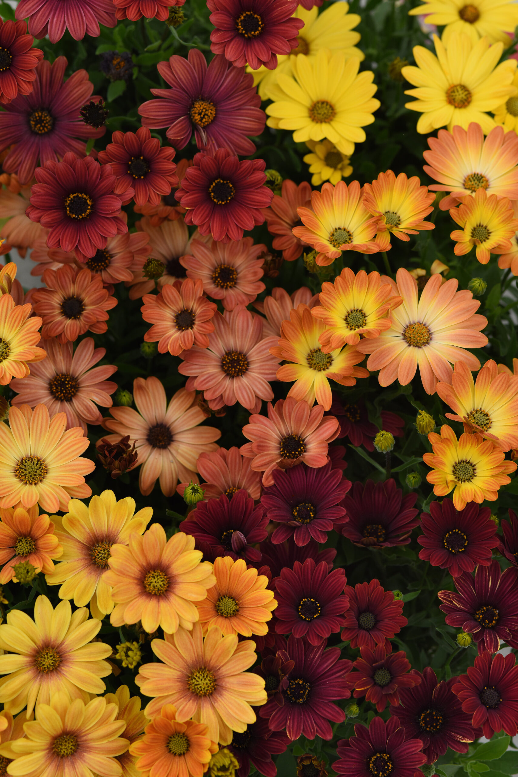 Osteospermum - Akila Sunset Shades