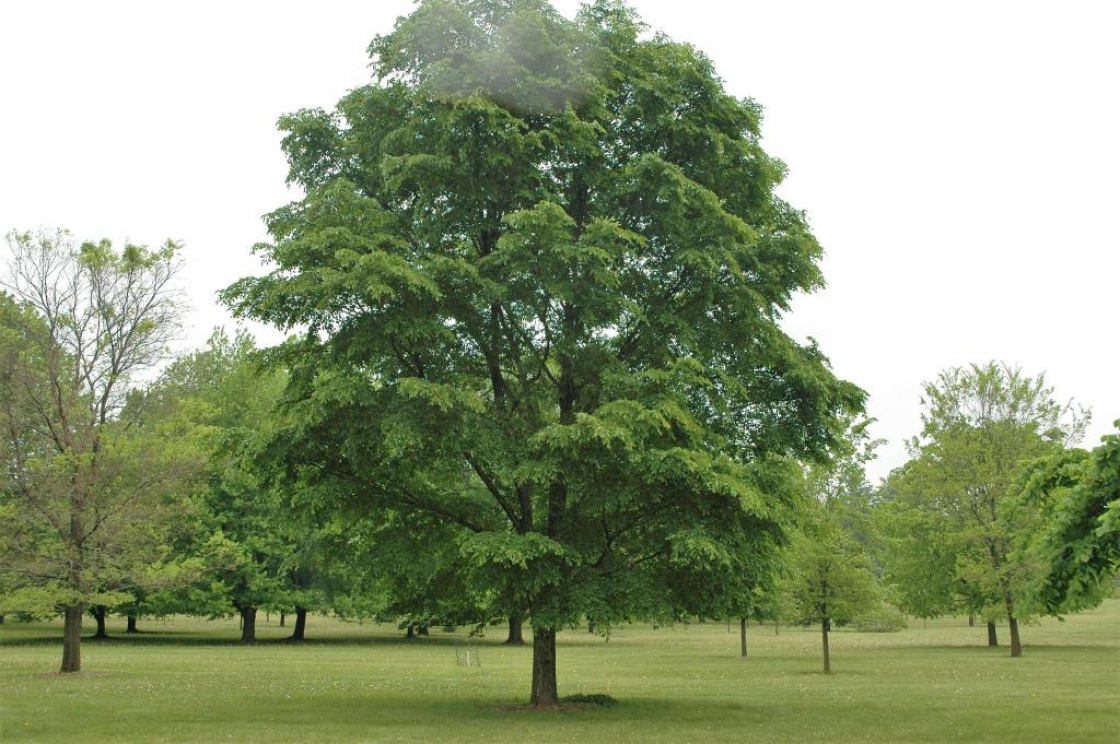 Ulmus davidiana var. japonica ‘Morton’