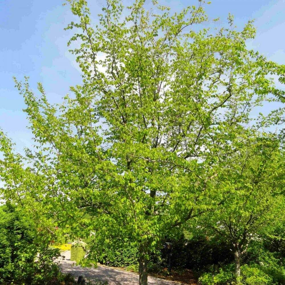 Carpinus caroliniana
