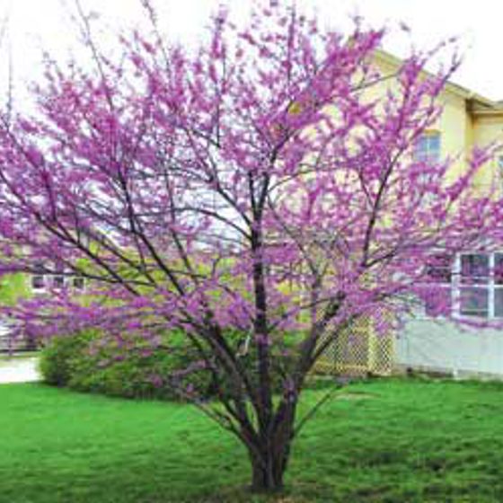 Cercis canadensis