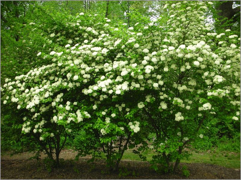 Viburnum prunifolium