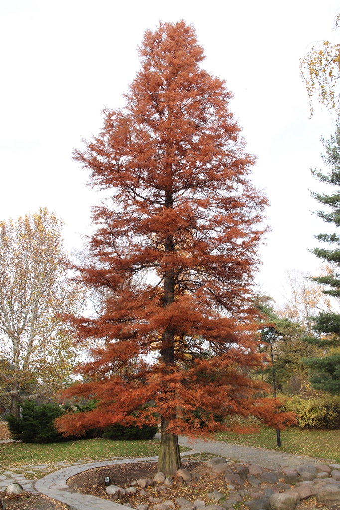 Taxodium distichum