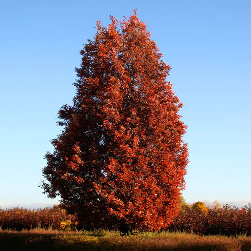 Quercus robur x alba ‘Crimschidt’