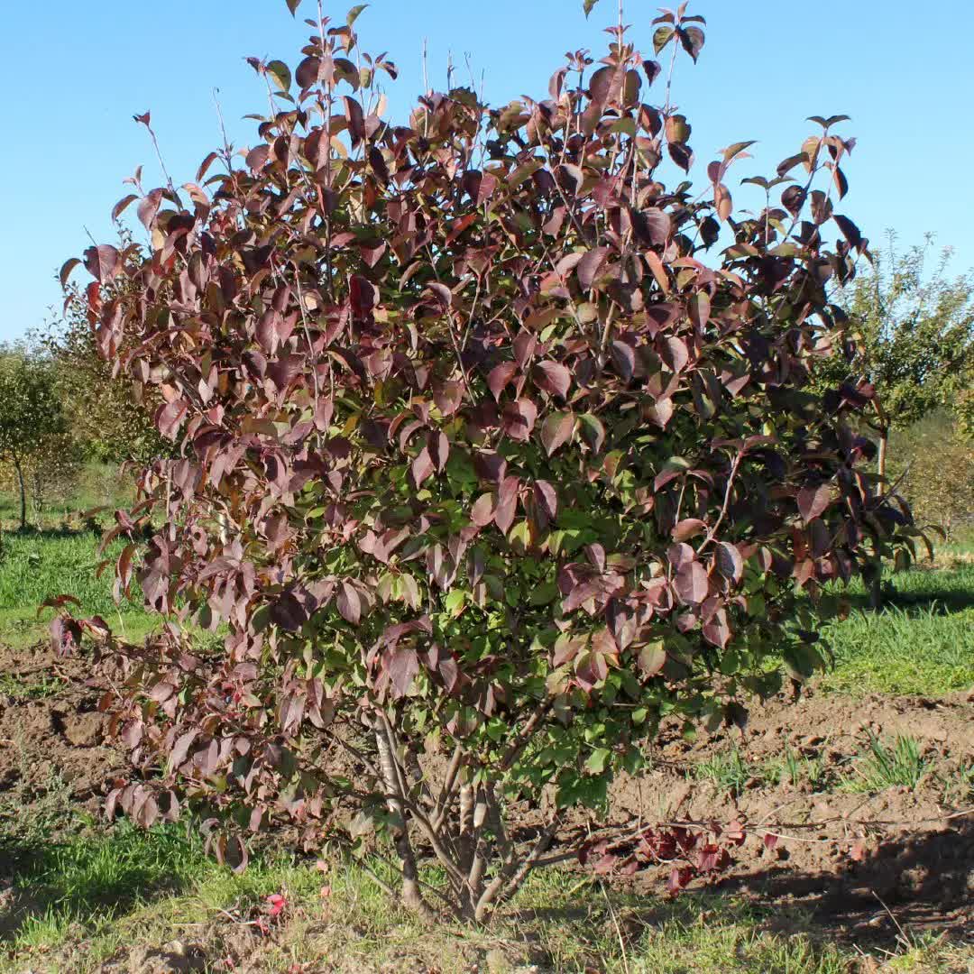 Viburnum prunifolium ‘McKRouge’