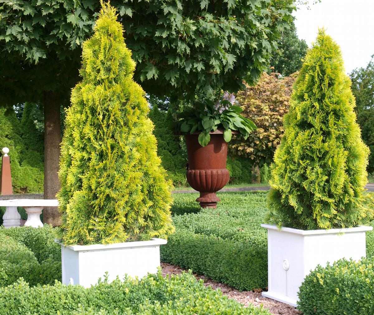 Thuja occidentalis ‘Janed Gold’