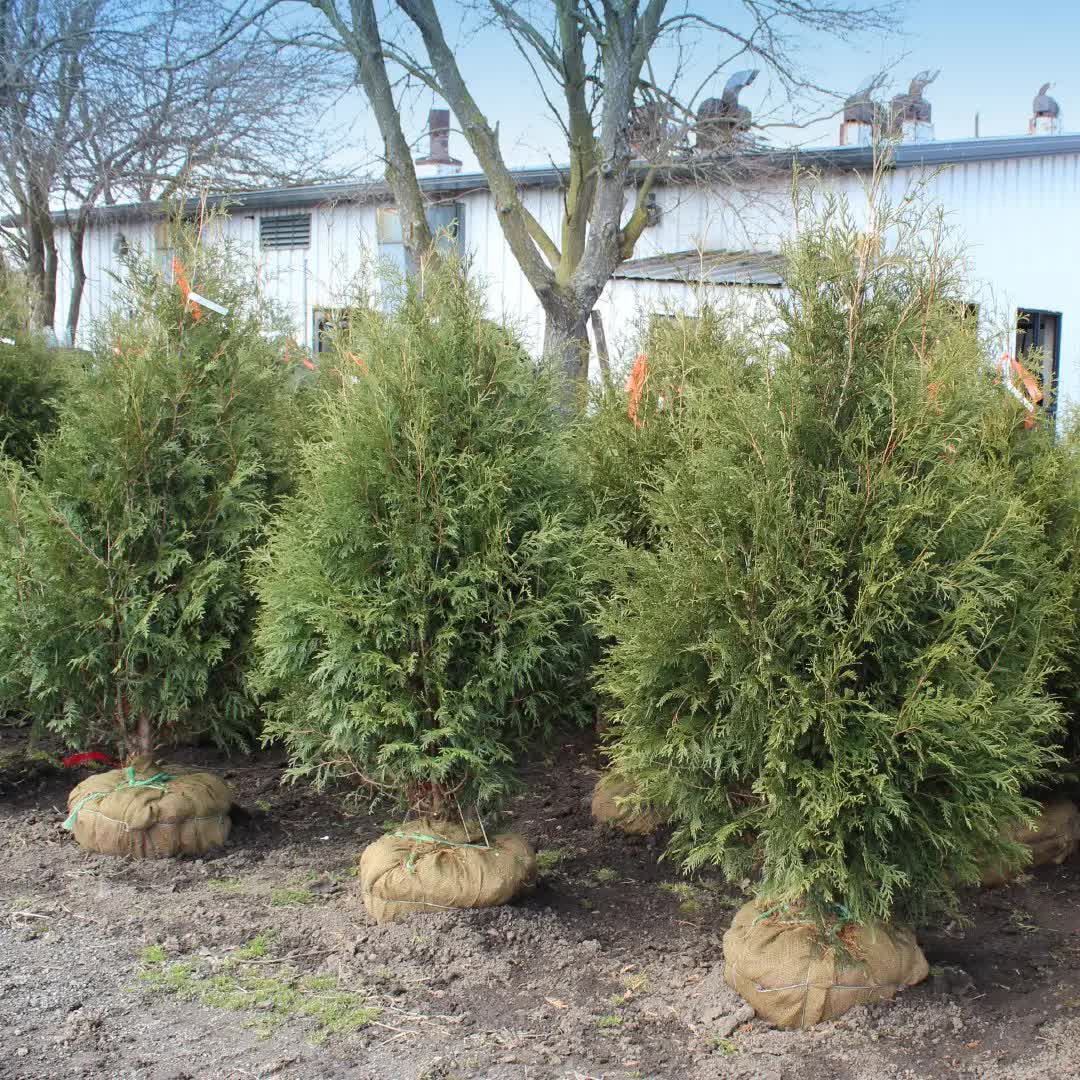 Thuja occidentalis ‘Techny’
