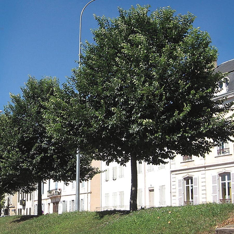 Ulmus ‘New Horizon’