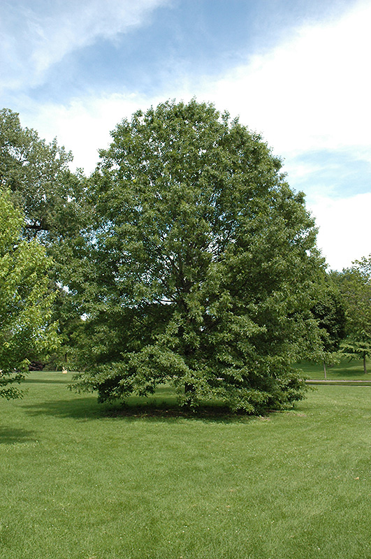 Quercus ellipsoidalis
