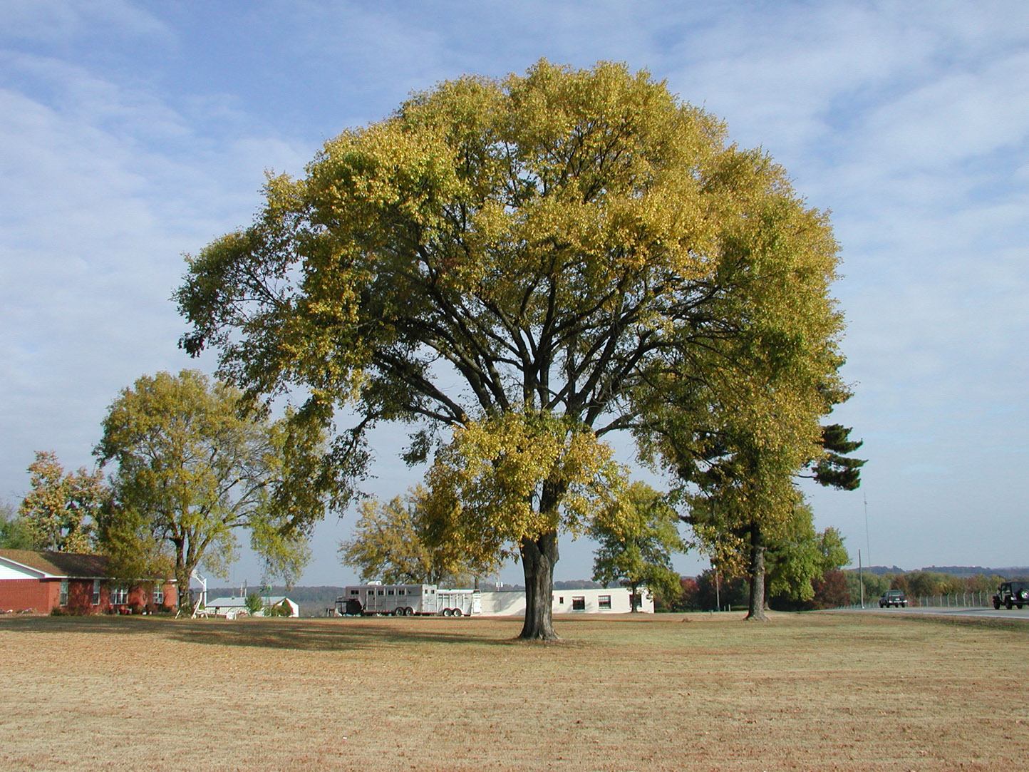 Ulmus americana ‘Princeton’