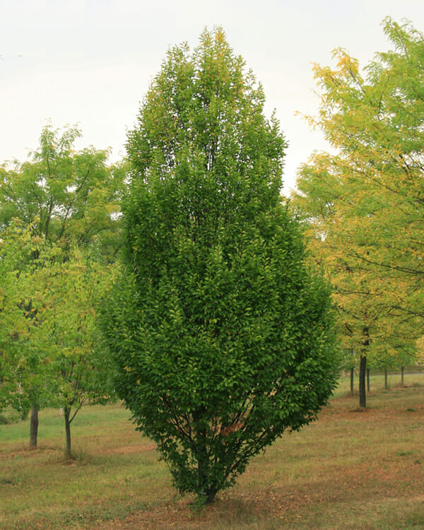 Carpinus betulus ‘Fastigiata’