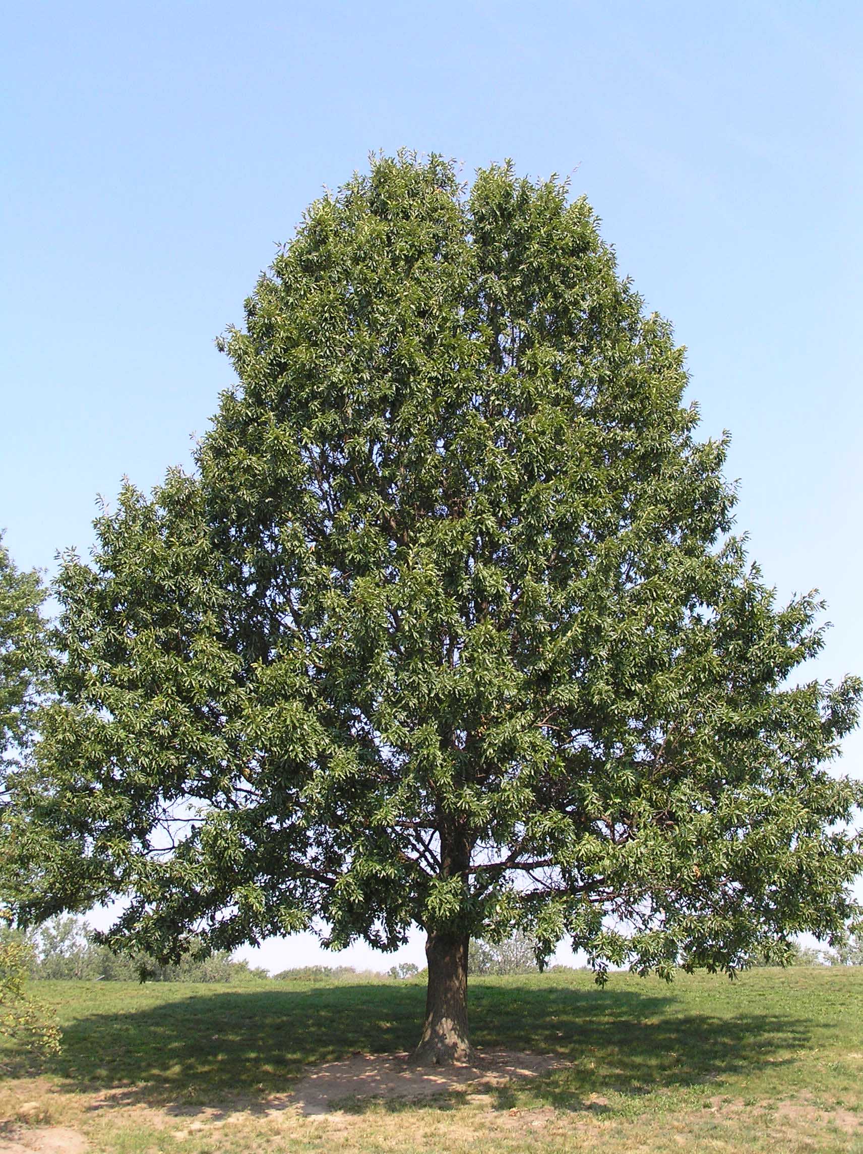 Quercus imbricaria