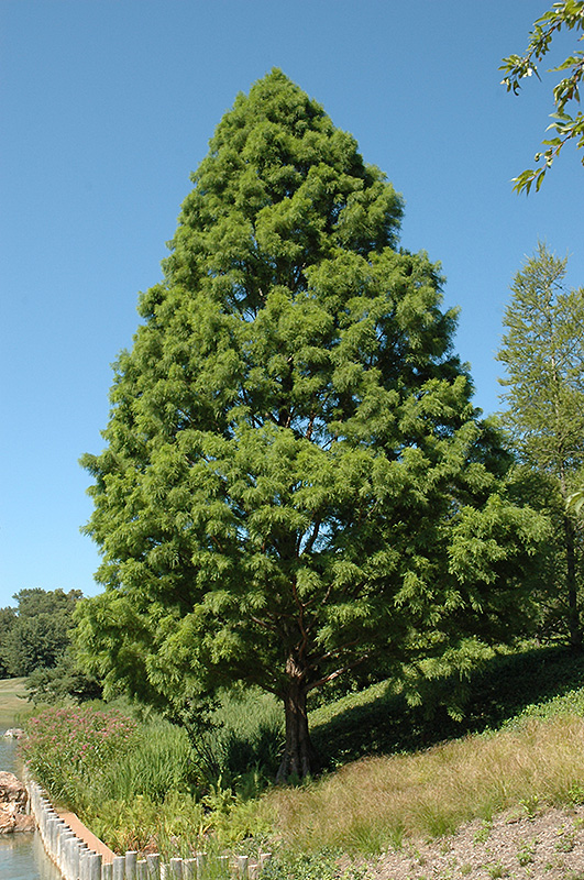 Taxodium distichum ‘Mickelson'