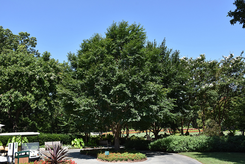 Ulmus ‘Morton Glossy’