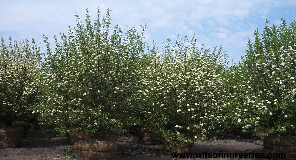 Viburnum prunifolium ‘Wilson’